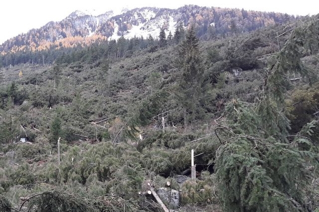 Consorzio forestale Alta Valtellina (SO)